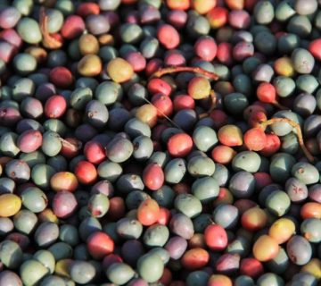 دانه روغنی کلخنگ