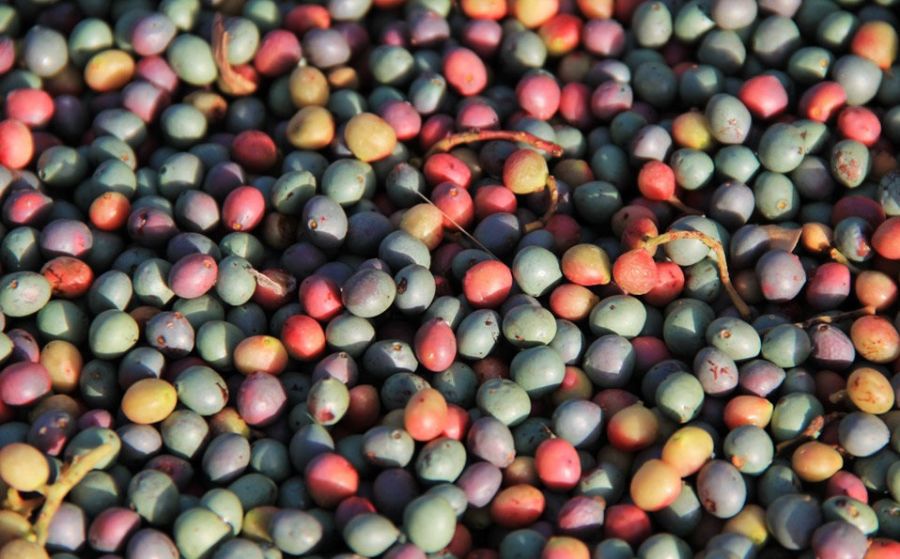 دانه روغنی کلخنگ