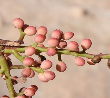 تفاوت بنه و کلخنگ