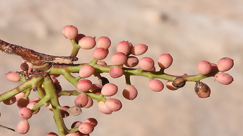 تفاوت بنه و کلخنگ