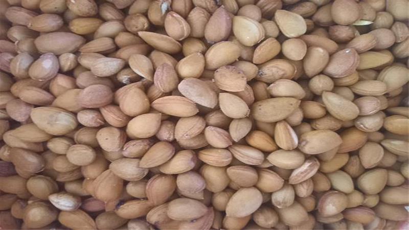 طبع الوک کوهی