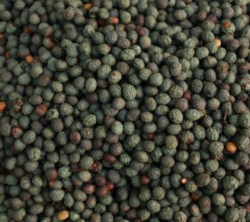 خرید بنه در شیراز و فارس