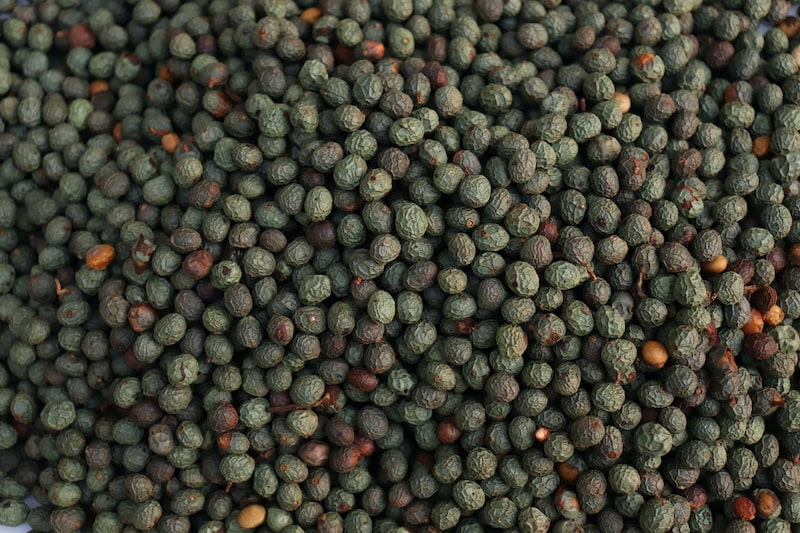 خرید بنه در شیراز و فارس