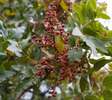 خواص روغن بنه برای لک صورت