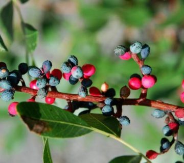 خواص کلخنگ برای دیابت