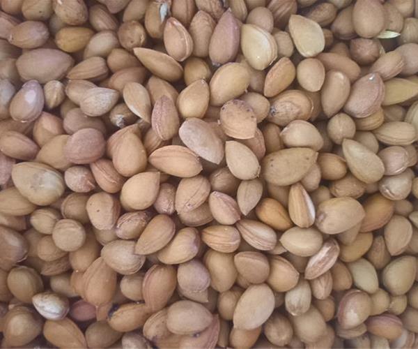 مغز الوک شیرین شده