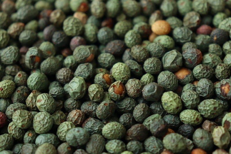 خرید بنه در شیراز