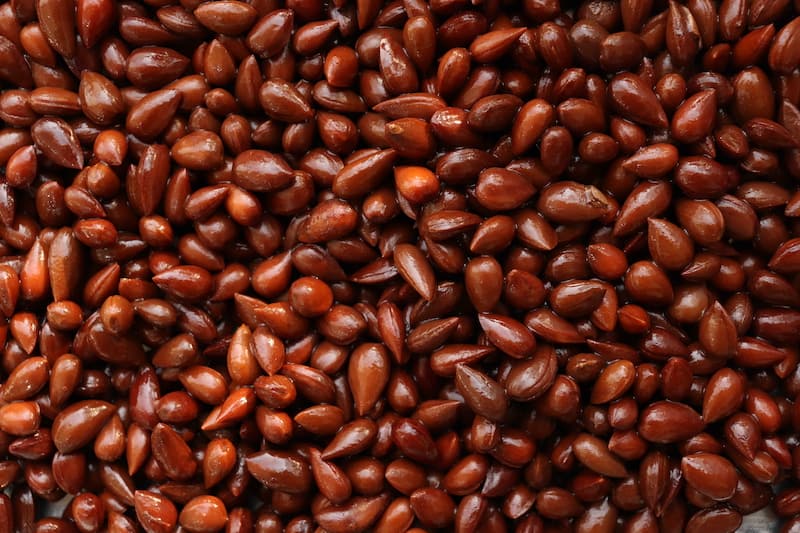 پاسورک چیست