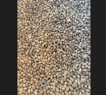 بخورک چیست؟