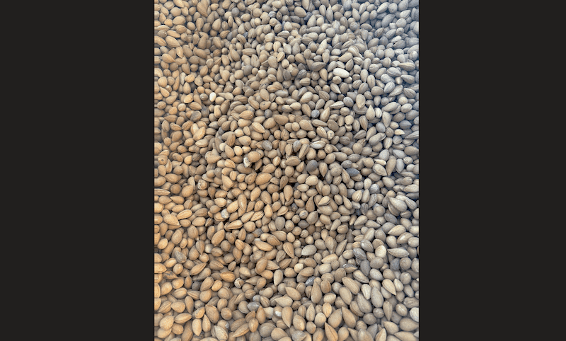 بخورک چیست؟