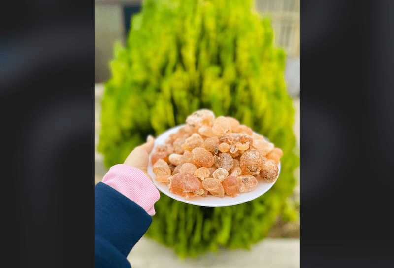 صمغ بادام کوهی (صمغ زدو)