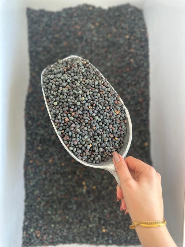 انواع خشکبار صادراتی ایران