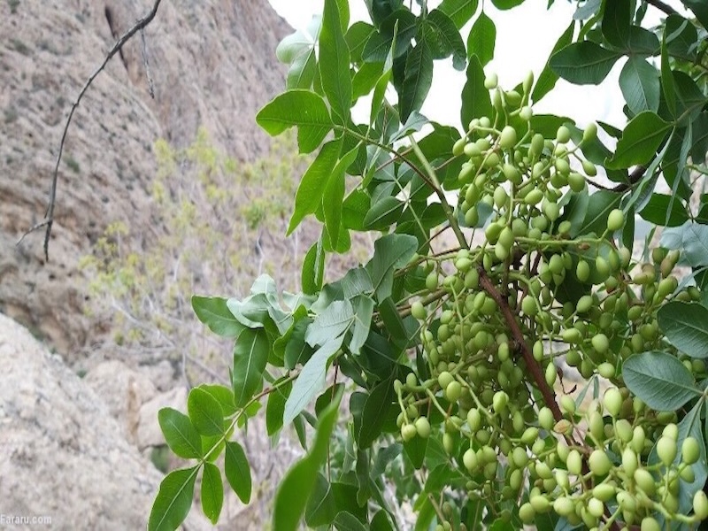 خرید بنه یا پسته کوهی