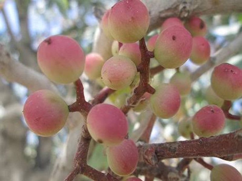 خرید بنه یا پسته کوهی