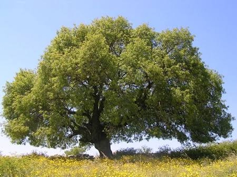 خرید بنه یا پسته کوهی