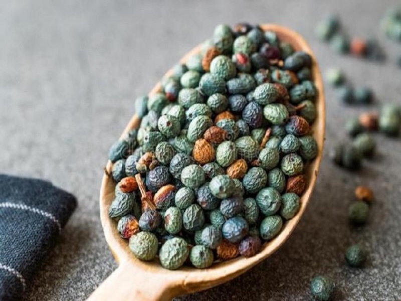 خرید بنه یا پسته کوهی