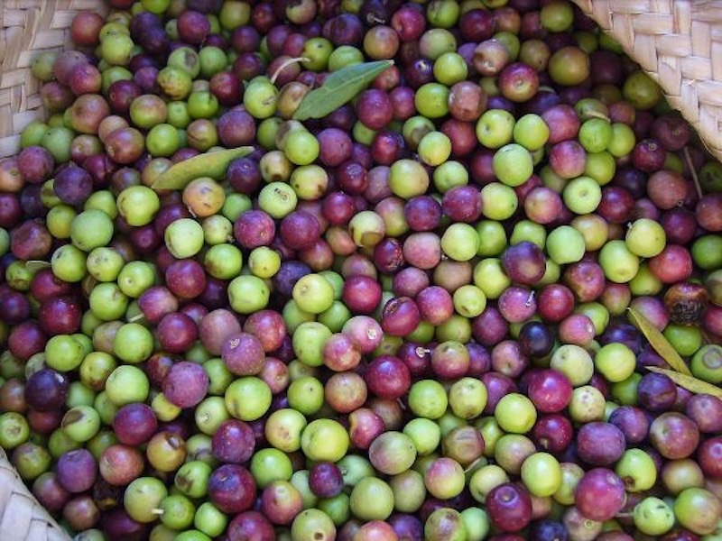 خرید بنه یا پسته کوهی