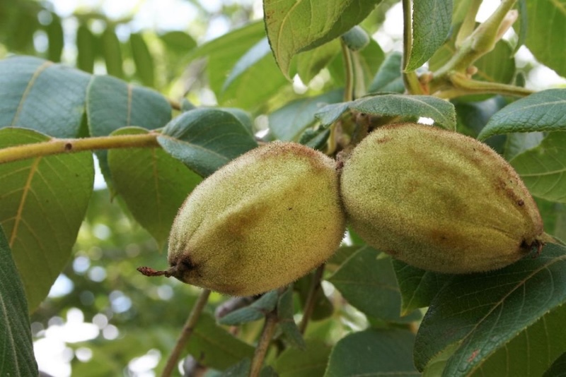 انواع گردو خارجی