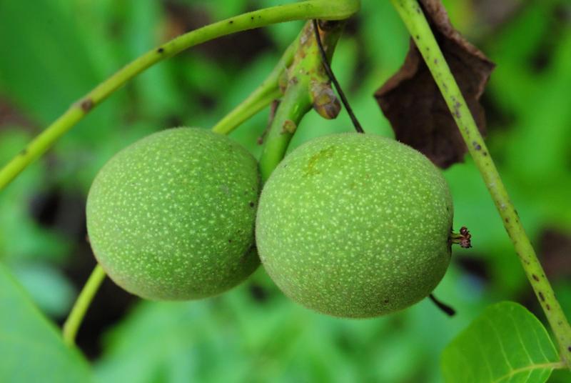 انواع گردو خارجی