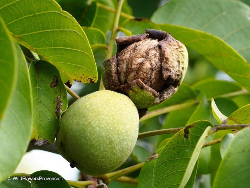 انواع گردو خارجی