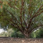 تفاوت درخت بنه و درخت کلخونگ