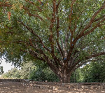 تفاوت درخت بنه و درخت کلخونگ