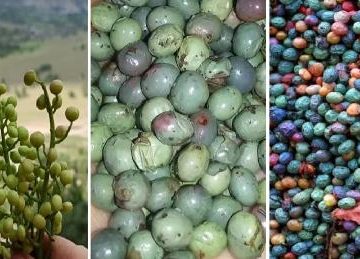 نحوه شکستن بنه (پسته کوهی)