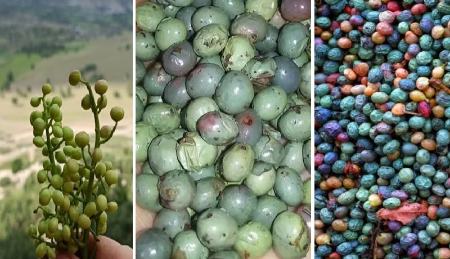 نحوه شکستن بنه (پسته کوهی)